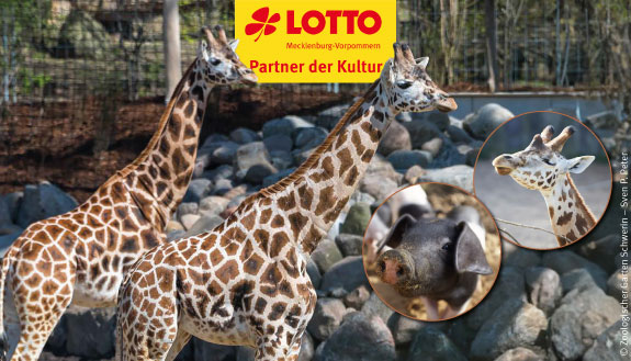 LOTTO MV ist Pate der Schweriner Rothschildgiraffen