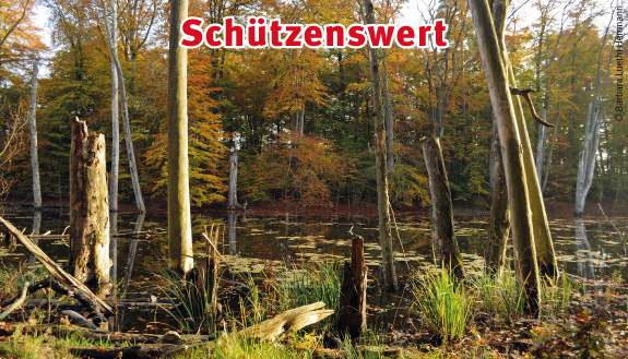 Naturlandschaft mit Wasser, Bäumen und Sträuchern am Schweingartensee im Müritz-Nationalpark