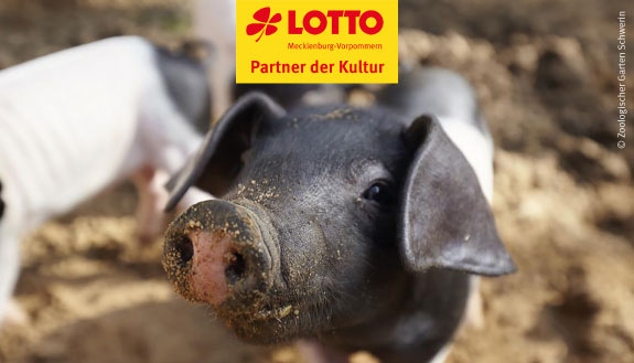 Nahaufnahme Gesicht des Sattenschweins sowie Logo LOTTO MV - Partner der Kultur