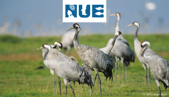 NUE-Logo und Kraniche auf einer Wiese.