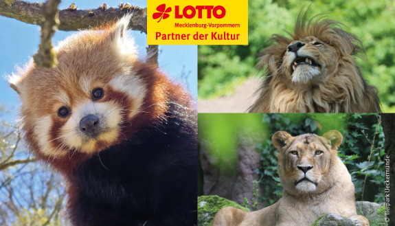 Collage mit Roter Panda-Weibchen Amber, L&ouml;we Aramis und L&ouml;win Lula
