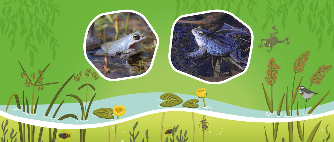 Zwei Bilder auf grünem Hintergrund. Die Bilder zeigen blaue Moorfrösche. Außerdem gibt es Wasser, Pflanzen und weitere Tiere.